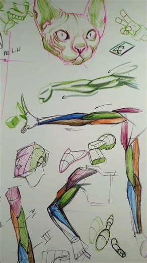 #anatomysketch #sketch #drawing #cat