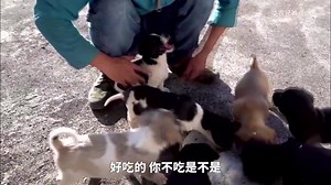 【华农兄弟】万物皆可竹鼠