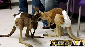 Houston, we have kangaroos! | Animal Planet
