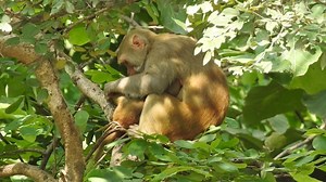 Macaco Engraçado Família - Free video on Pixabay