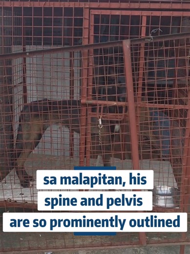 Rescuing Samwell: A Heartwarming Dog Adoption Story