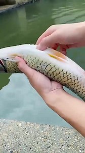 Fish scale scraper Penyelesaian Praktikal untuk Memudahkannya anda...