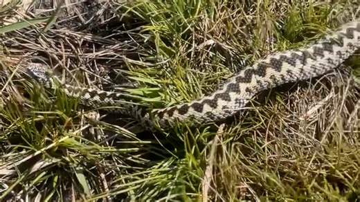 Warning after UK's only venomous snake spotted