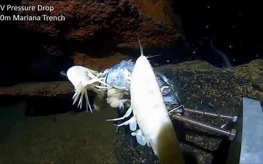 马里亚纳深海巨型肥蛆 Alicella gigantea