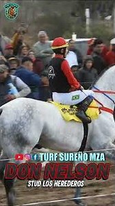 DON NELSON - Stud Los Herederos 06/07/25