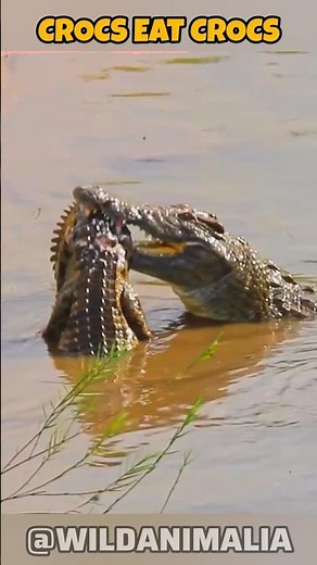 Crocodile Eats Crocodile | Intraspecific Predation Explained #NatureUnfiltered #WildlifeShorts