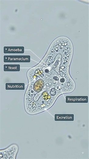 Types of Organisms Based on Number of Cells #biology #science