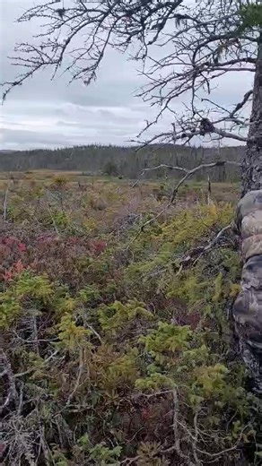 Newfoundland moose hunting a must watch. | Where Ya Wannabee Outfitting Lodge