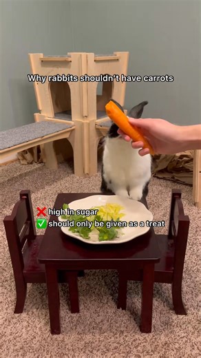 42K views · 513 reactions | Did you know carrots are actually considered "sweets" for rabbits and they shouldn't eat a lot of them? Rabbits should have leafy greens daily instead! #rabbits #rabbitlife #bunny #bunnies #PetsofFacebook #bunnylove #petlover #cutepets #funnypets #funnyanimals #cutebunny #bunmom #rabbitcare #petcare | Oreo the bunny rabbit | Facebook
