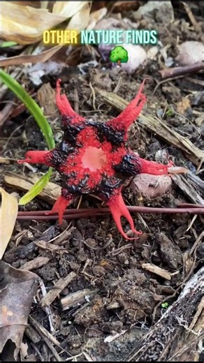 other nature finds vs tornado volcano🌋💀