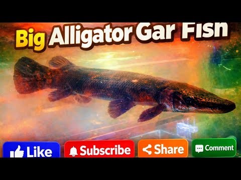 Big Alligator Gar Fish, one of the most ancient freshwater predators in the world.