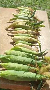 Satisfying Corn Harvest You Won't Believe #farming #satisfying