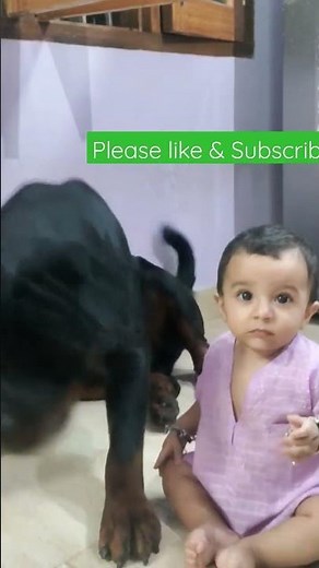 Don't touch my human😂🤣 Rottweiler Protects baby from 🪰