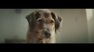 1.2M views · 28K reactions | Rehome a Dogs Trust dog. Hundreds of dogs are still waiting for their #SpecialSomeone | Dogs Trust | Facebook