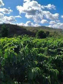 Trator solis 26 operando grade no café!