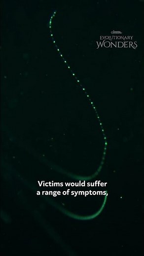 Irukandji Syndrome - The Feeling of Impending Doom