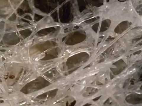 The Most Extreme - Slime Balls