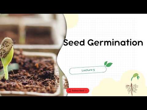 Seed Germination Stages Explained