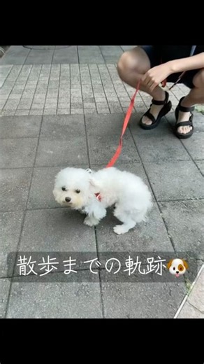 お散歩までの軌跡🐾🤍 #ビションフリーゼ #ペット動画