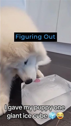 Ice Cubes Forces Out The Real Behaviors 😂
