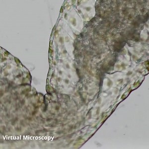 While labs are fun, they often take a long time to prep. With Science Table by Anatomage, teachers can run intensive, high-quality virtual experiments without any lab hassles. No more stressing over the cost of PCR setups and microscopy replacements. Dive straight into engaging, limitless, and odorless activities that will inspire students’ passion in your biology classes! Learn more about our Science Table here: https://science-table.com/ And explore more by watching our YouTube video: https://