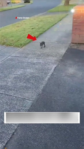 The girl adopted the baby kangaroo.🦘🥹