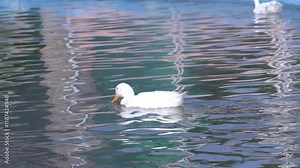 American Pekin Duck Swimming Peacefully in a Pond, Domestic Waterfowl in Natural Habitat, Wildlife Close-Up of a White Duck on Water