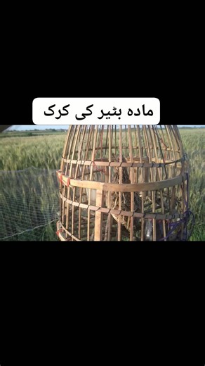 Female quail sound #reelsvideoシ #apnasaraikychannl1 | APNA saraiky channel1