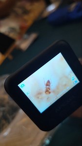 Trichogramma are beneficial insects, tiny parasitic wasps that are widely used as biological control agents to manage moth and caterpillar pests. #ideasforyou #trichogramma #fypageシ | Charlene Mae Sacris Tindugan-Tebelin