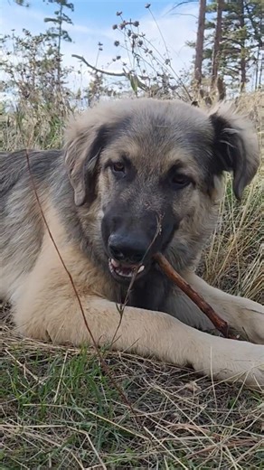 #caucasianshepherd #ovcharka #dogshorts #puppies #rawfeddogs #supermario #овчарка #caucasianovcharka