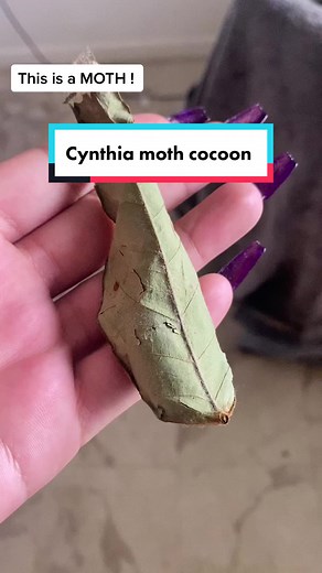 Gypsy ❤️ on TikTok