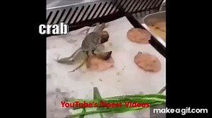 suicidal crab meme (Crab jumps into boiling water) on Make a GIF