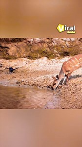 56K views · 192 reactions | Experience the magic of unexpected animal encounters! | Viral Dekho | Facebook