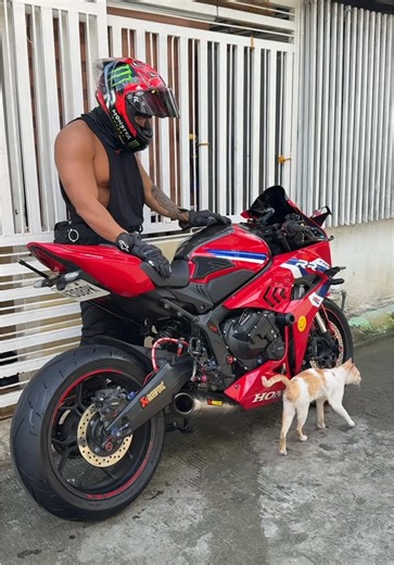 My Neighbor's Cat and the CBR650R