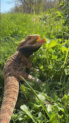 Bearded Dragon Eating Strawberry Leaves Outside 😋 Cute Reptile Snack