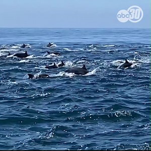 AMAZING 🐬🐬 Video shows a mega pod of thousands of Pacific Common dolphins swimming off the Southern California coast near Dana Point. | ABC30 Action News