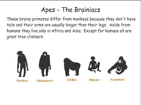 Primate Classification