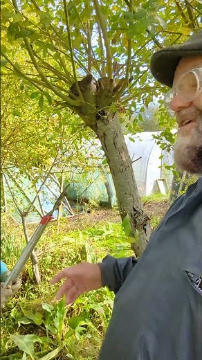 The difference between pollarding and coppicing