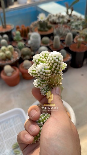 Cactus offshoots 🌵Mammillaria Gracilis Cv. Oruga 🌵 Collecting cactus pups for rooting 🌵 . #mammillaria #mammillariagracilis #mammillariagraciliscvoruga #offshoot #cactusoffshoots #rootedcutting #cactus #mammillarialover #mammillariacollection #cactuslove #cacti #cactilover #cactilove #cactiandsucculents #cactuslover #cactusaddict #cactusandsucculents #cactusgarden #cactusreels #cactusfarm #kaktus #kaktüs #cactuscare #succulents #succulentlove #cactusgraft #cactusgrafting #kaktusmetro #merakic