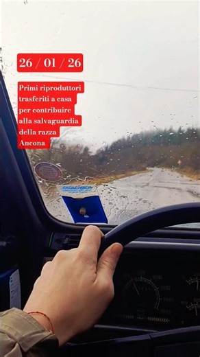 Primo giorno con le nostre galline ancona #chicken