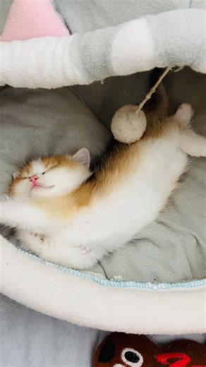 3K views · 149 reactions | Nashi la somnic  Noapte bună! | Ruxandra Splendors | Facebook