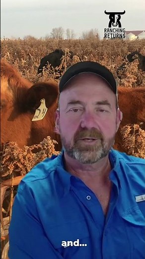Episode 234 with Rusty Lee #ranchmanagement #cattle #ranch #cattleranch #business