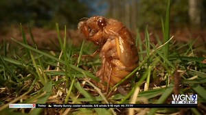 Did we find the ultimate Cicada Theme Song?! CICADA WATCH CONTINUES! Thanks to WGN Morning News viewer Spiro for sending this in! | Marcus Leshock