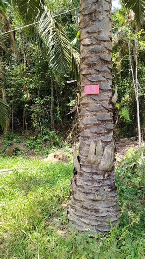 Lot A3 6m✘8m siap plug point,ada platform sendiri tepi sungai, kereta parking sebelah tapak dan dekat toilet