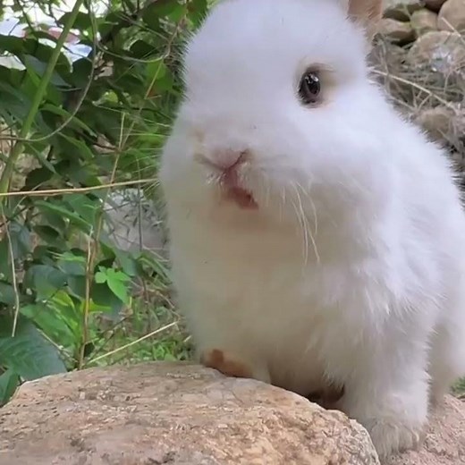 Adorable Rabbit Enjoying Fresh Fruits 🐰🍎 | Cute Bunny Snacking Delight