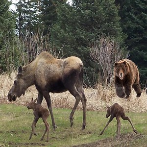 1.8M views · 10K reactions | Grizzly stalking moose calves Join group to get more information Amazing Animals | Wildlife War | Facebook