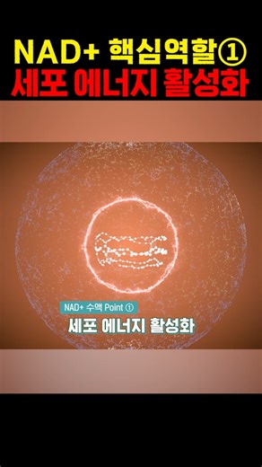 꺼져가는 내 몸의 발전소를 다시 켜는 법, NAD+ #shorts