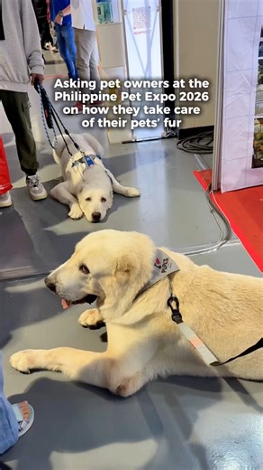 Philippine Pet Expo days are better with fur parent Avi and 🐾💕 her little star Sol had such an amazing visit with Vet Core Plus and Aleida's Adventure with Dad full of treats, smiles, and tail wags! #VetcorePlus #PawParents #PetLife #DogLovers #PetGoodies #ExpoHighlights #PhilippinePetExpo #PhilippinePetExpo2026 | Vet Core Plus