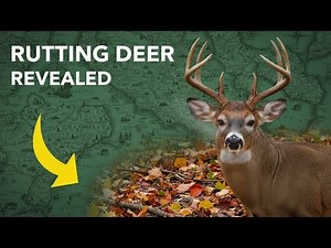 Whitetail Rut Explained For Beginners