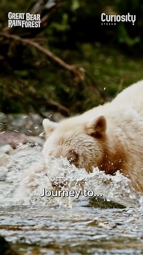 Ryan Reynolds unleashes his one-of-a-kind perspective on the rarest bear in the world, Bearpool. Kidding... the Spirit Bear! | Curiosity Stream | Facebook